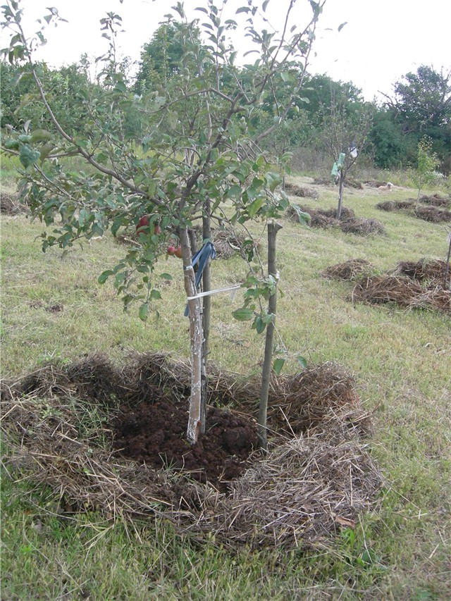 arčilend